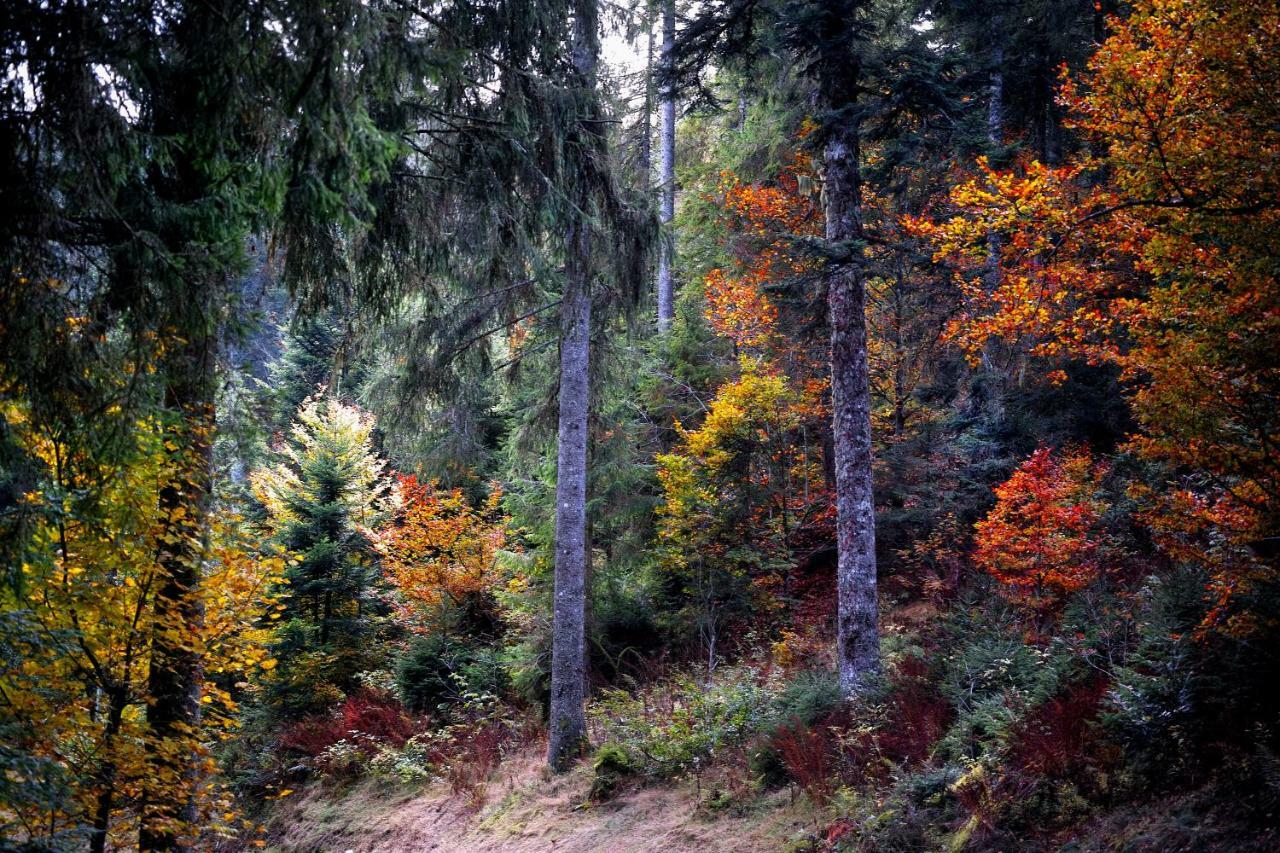 C3 Albmatte-Fewo Sauna, Hallenbad Aussenbecken Massagen Nebenan Санкт-Блазін Екстер'єр фото